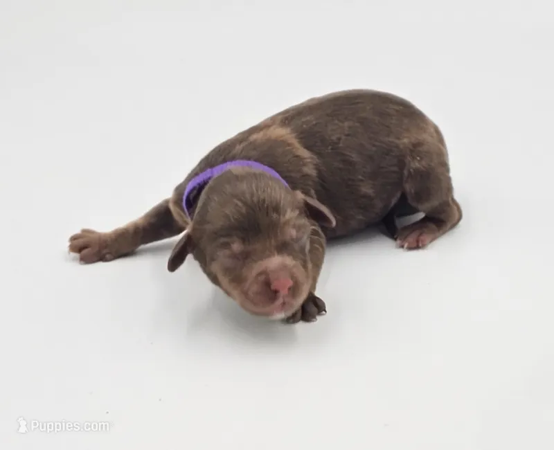 Purple Collar Female  – Cockapoo puppy for sale in Clemmons, NC