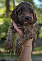 Quinn - Red Collar Male, a male Cockapoo for sale in Mocksville, NC – 5 of 7