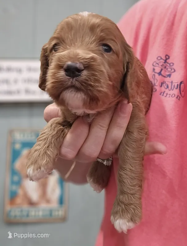 Black Collar Male – Cockapoo puppy for sale in Clemmons, NC