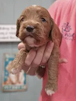 Black Collar Male, a male Cockapoo for sale in Clemmons, NC – 1 of 1