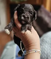 Green Male, a male Cockapoo for sale in Mocksville, NC – 8 of 10