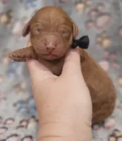 Black Collar Male, a male Goldendoodle for sale in Mocksville, NC – 10 of 10