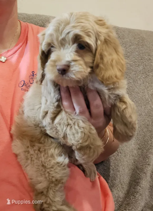 CKC F1 PIKACHU – Cockapoo puppy for sale in Mocksville, NC