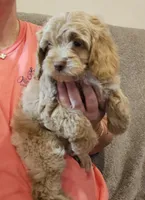 CKC F1 PIKACHU, a male Cockapoo for sale in Mocksville, NC – 1 of 1