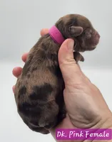 Dark Pink Collar Female , a female Cockapoo for sale in Mocksville, NC – 3 of 10
