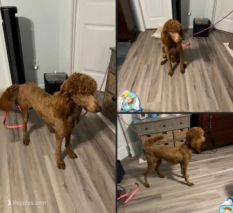 CKC LittleFoot – Goldendoodle puppy for sale in Mocksville, NC