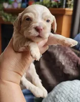 Red Female, a female Cockapoo for sale in Mocksville, NC – 8 of 10