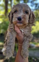 Ollie - Green Collar Male , a male Cockapoo for sale in Mocksville, NC – 2 of 7