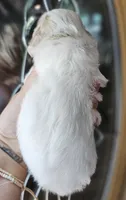 CKC White & Apricot Female , a female Cockapoo for sale in Clemmons, NC – 4 of 10