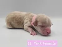 Pink Collar Female, a female Cockapoo for sale in Mocksville, NC – 4 of 6