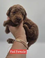 Red Female , a female Goldendoodle for sale in Mocksville, NC – 3 of 10