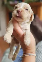 Red Female, a female Cockapoo for sale in Mocksville, NC – 9 of 10