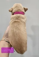 Pink Female , a female Golden Retriever for sale in Mocksville, NC – 7 of 8