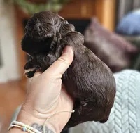 Green Male, a male Cockapoo for sale in Mocksville, NC – 7 of 10