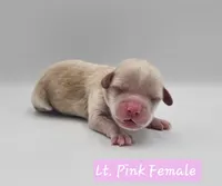 Pink Collar Female, a female Cockapoo for sale in Mocksville, NC – 3 of 6