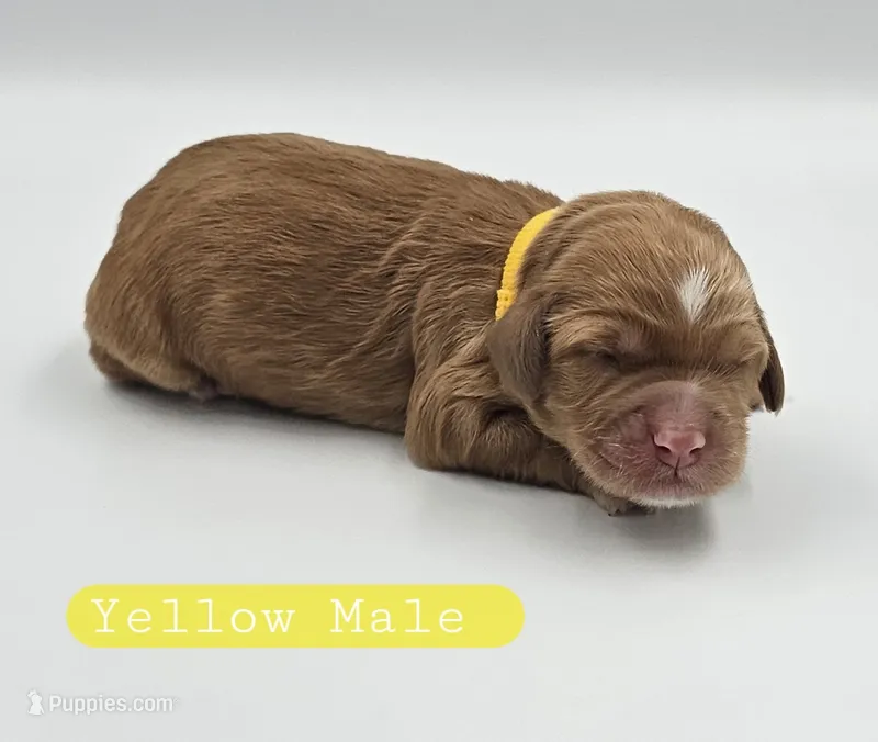 Yellow Male – Cockapoo puppy for sale in Mocksville, NC