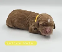 Yellow Male, a male Cockapoo for sale in Mocksville, NC – 1 of 5