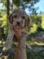 Ollie - Green Collar Male , a male Cockapoo for sale in Mocksville, NC – 4 of 7