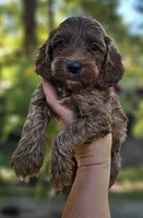Quinn - Red Collar Male, a male Cockapoo for sale in Mocksville, NC – 3 of 7