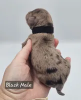 Black Collar Male, a male Cockapoo for sale in Mocksville, NC – 9 of 9