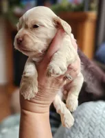 Red Female, a female Cockapoo for sale in Mocksville, NC – 10 of 10