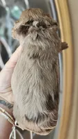 CKC Chocolate Merle Male, a male Cockapoo for sale in Clemmons, NC – 3 of 9