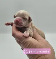 Pink Collar Female, a female Cockapoo for sale in Mocksville, NC – 6 of 6