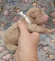White Collar Female , a female Goldendoodle for sale in Mocksville, NC – 3 of 10