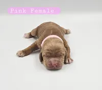 Pink Female , a female Cockapoo for sale in Mocksville, NC – 3 of 4