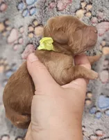 Yellow Collar Male, a male Goldendoodle for sale in Mocksville, NC – 4 of 10