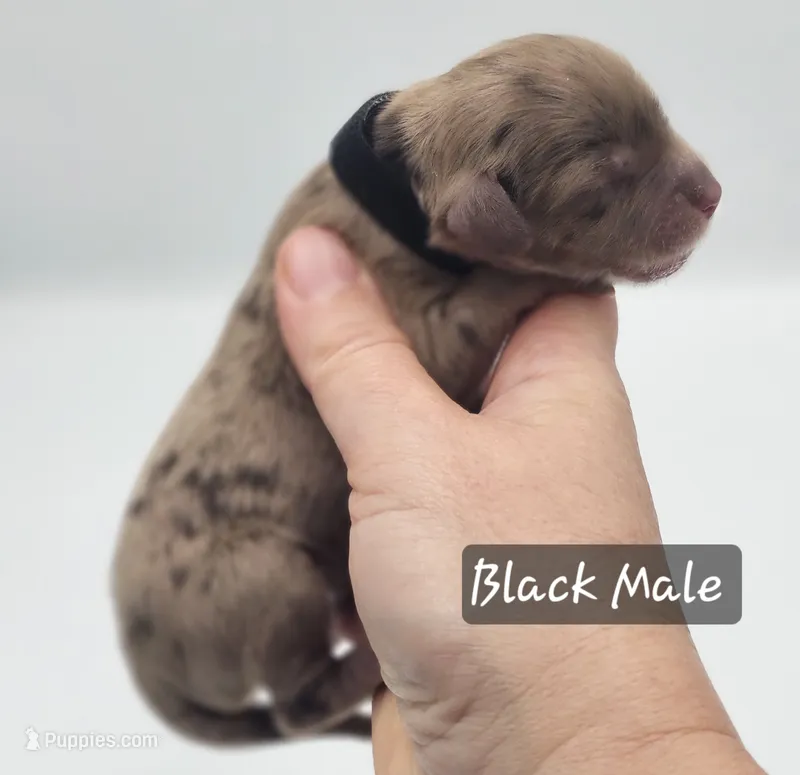 Black Collar Male – Cockapoo puppy for sale in Mocksville, NC