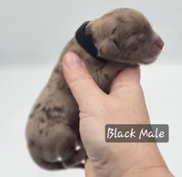 Black Collar Male, a male Cockapoo for sale in Mocksville, NC – 1 of 9