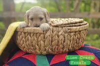 Mini Golden Retriever Girl, a female Golden Retriever for sale in Mocksville, NC – Photo 10 of 10