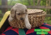 Mini Golden Retriever Girl, a female Golden Retriever for sale in Mocksville, NC – Photo 4 of 10