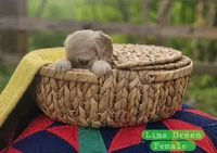 Mini Golden Retriever Girl, a female Golden Retriever for sale in Mocksville, NC – Photo 6 of 10