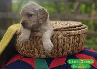 Mini Golden Retriever Girl, a female Golden Retriever for sale in Mocksville, NC – Photo 2 of 10