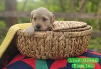 Mini Golden Retriever Girl, a female Golden Retriever for sale in Mocksville, NC – Photo 8 of 10