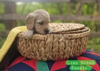 Mini Golden Retriever Girl, a female Golden Retriever for sale in Mocksville, NC – Photo 7 of 10