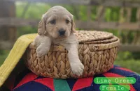 Mini Golden Retriever Girl, a female Golden Retriever for sale in Mocksville, NC – Photo 3 of 10