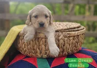 Mini Golden Retriever Girl, a female Golden Retriever for sale in Mocksville, NC – Photo 1 of 10