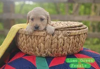 Mini Golden Retriever Girl, a female Golden Retriever for sale in Mocksville, NC – Photo 5 of 10