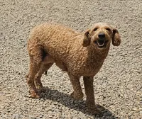 Reba, a female Goldendoodle for sale in Mocksville, NC – 2 of 4