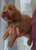 Black Collar Male, a male Cockapoo for sale in Mocksville, NC – 2 of 3
