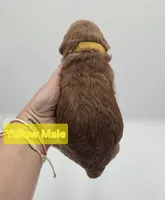 Yellow Male , a male Goldendoodle for sale in Mocksville, NC – 9 of 9