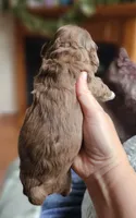 Pink Female , a female Cockapoo for sale in Mocksville, NC – 7 of 10