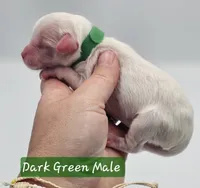 Dark Green Collar Male , a male Cockapoo for sale in Mocksville, NC – 6 of 8
