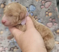 Purple Colla Female, a female Goldendoodle for sale in Mocksville, NC – 6 of 10
