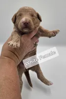 White Female , a female Goldendoodle for sale in Mocksville, NC – 9 of 10