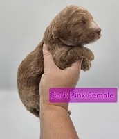 Dark Pink Female , a female Goldendoodle for sale in Mocksville, NC – 4 of 9