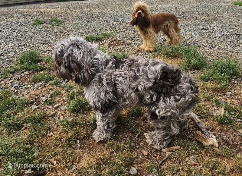 Zoey - Chocolate Merle  – Cockapoo puppy for sale in Mocksville, NC